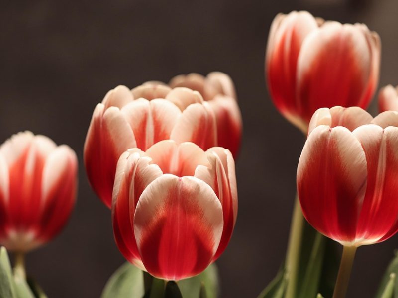 Lei decreta fim da lista tríplice para escolha de reitores