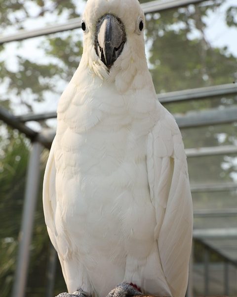 Moraes nega livre acesso de filhos de Bolsonaro à prisão domiciliar