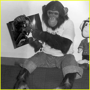O que aconteceu com as verdadeiras bolhas de chimpanzé de Michael Jackson?