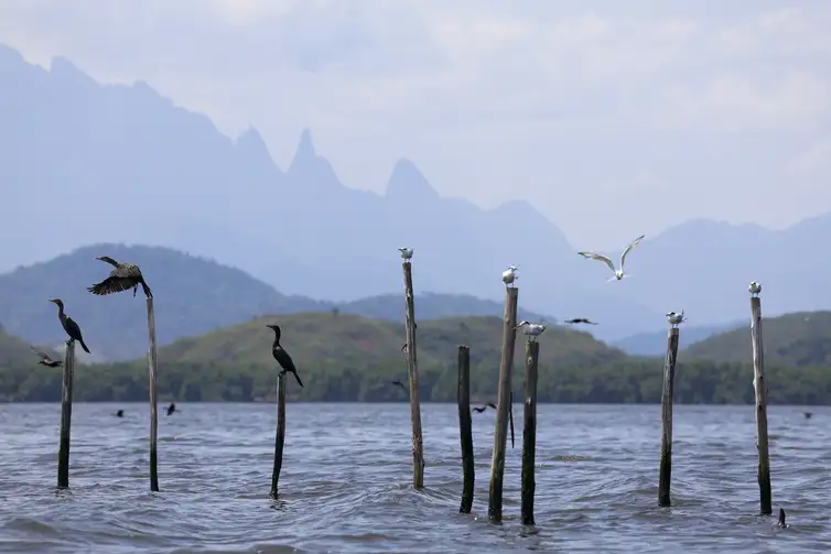 Guapimirim (RJ), 16/10/2024 - Aves marinhas no na Baía de Guanabara com manguezal e a montanha do Dedo de Deus, na Serra dos Órgãos, ao fundo. Foto: Fernando Frazão/Agência Brasil
