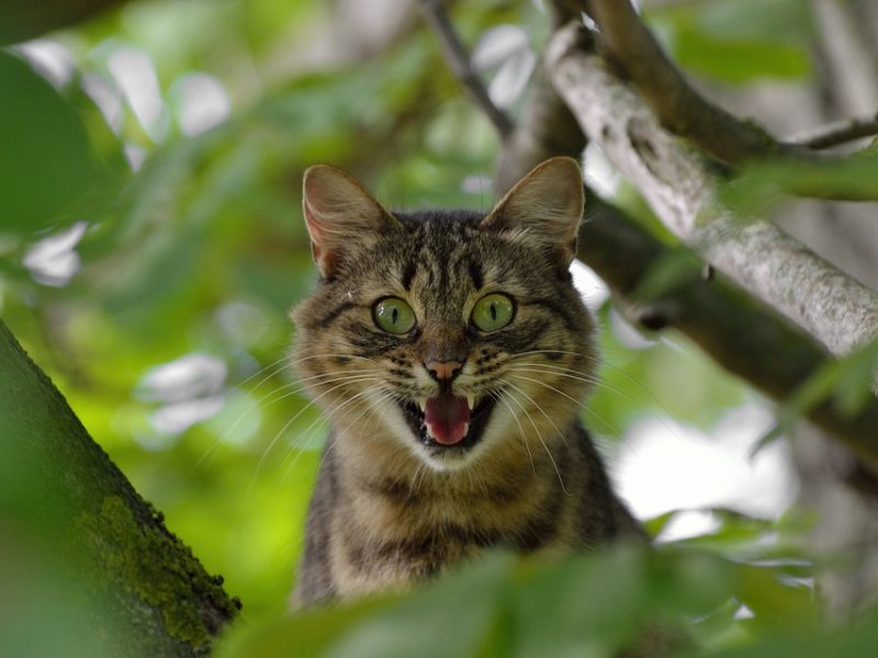 Brasil condena agressão de Israel contra Líbano em meio a cessar-fogo