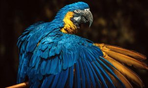 [post_title] Brazil news