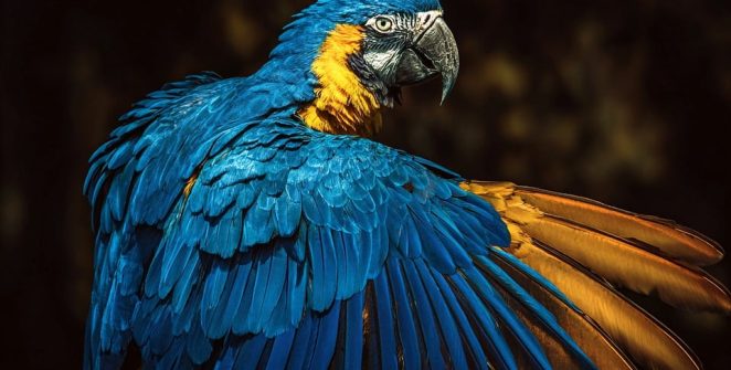 [post_title] Brazil news