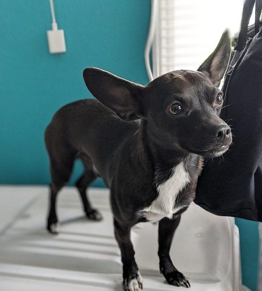 Trump alega ter resgatado piloto; Irã nega e mostra aeronaves abatidas