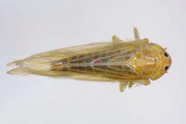 Brasília (DF),  07/04/2026 - Cigarrinha-do-milho.
Foto: Charles Oliveira/Embrapa