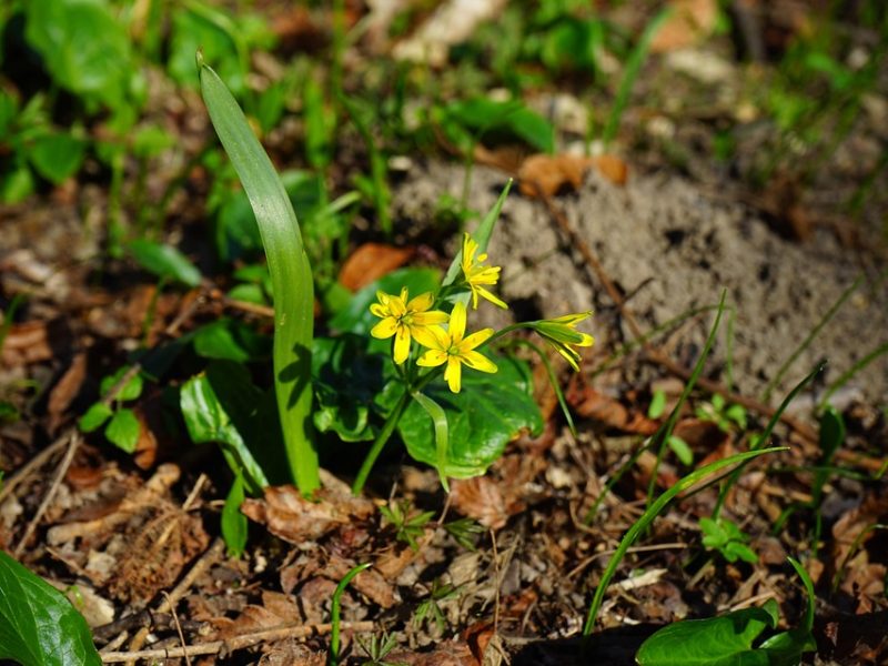 Moraes marca depoimento de Eduardo Bolsonaro em processo no STF