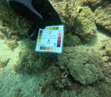 Arraial do Cabo (RJ), 13/04/2026 – O biólogo Marcos de Lucena, do Projeto Costão Rochoso, mergulha para monitorar a coloração e saúde dos corais na Pedra Vermelha, região do Saco do Anequim, na Reserva Extrativista (RESEX) Marinha do Arraial do Cabo. Foto: Fernando Frazão/Agência Brasil