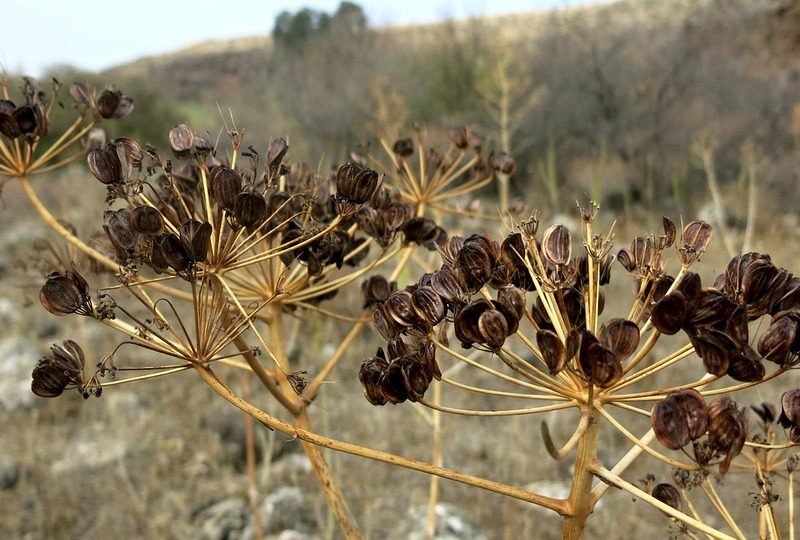 Israel manda evacuar dois hospitais em Beirute; OMS condena ação