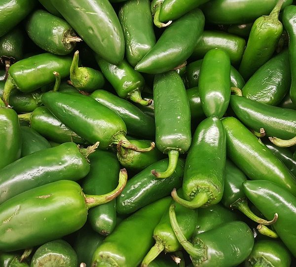 Unidades de conservação do Brasil participam de exposição na Alemanha