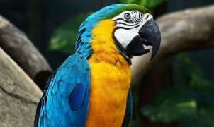 [post_title] Brazil news