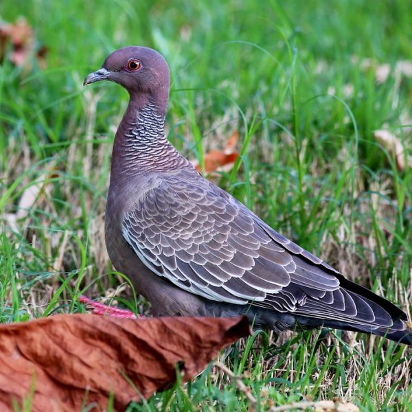 Bailarina brasileira Bethania Nascimento é homenageada em Nova York