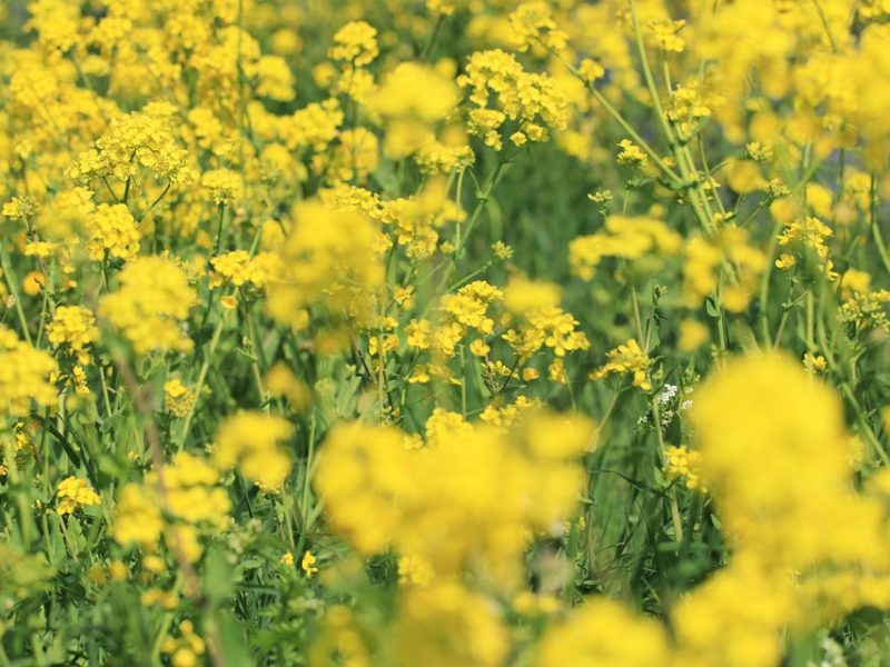 Indígenas relatam que desmatamento impacta produção de cocares