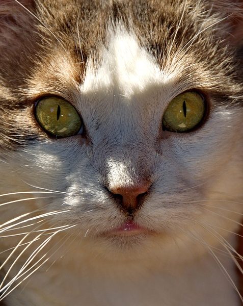 Eduardo Bolsonaro não comparece a interrogatório no Supremo