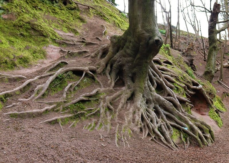Flamengo inicia Copa Libertadores com vitória na altitude de Cusco