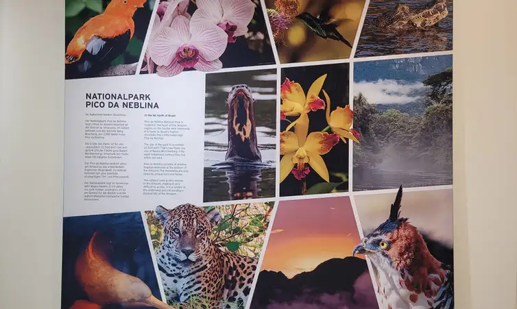 FOTO DE ARQUIVO - Exposição do Pico da Neblina. Foto: Parque Nacional da Floresta Negra da Alemanha/Divulgação