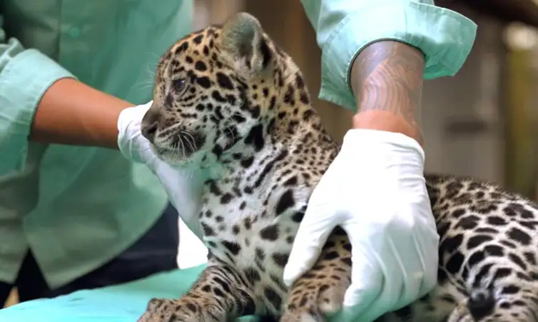 Bioparque Vale Amazônia/Divulgação Parauapebas (PA, 04/04/2026 - Nascida em dezembro no BioParque Vale Amazônia, onça-pintada recebe o nome de Xingu. Foto: Bioparque Vale Amazônia/Divulgação