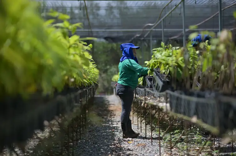 Fazenda-laboratório da Belterra Agroflorestas, no Pará. Foto: Washington Alves/Light Press