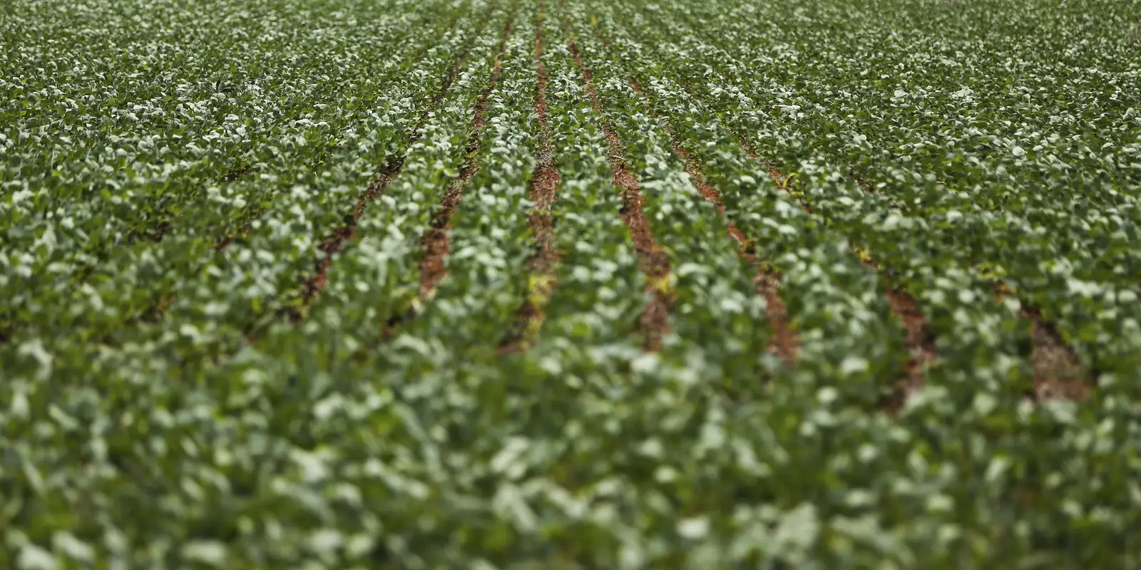 Pesquisadores desenvolvem fertilizantes menos prejudiciais ao ambiente
