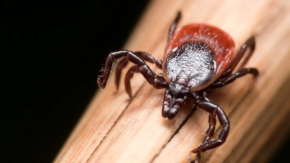 Close up photo of adult female deer tick crawling on piece of straw