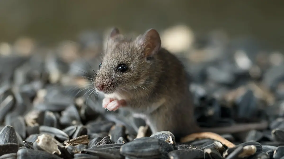Young wild mouse sitting on pile of sunflower seeds in warehouse