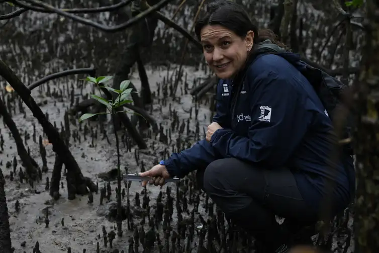 Paranaguá (PR), 18/05/2026 – A pesquisadora Cassiana Metri, do Programa de Recuperação da Biodiversidade Marinha (Rebimar), faz monitoramento do manguezal na Baía de Paranaguá, área da Grande Reserva da Mata Atlêntica. Foto: Fernando Frazão/Agência Brasil