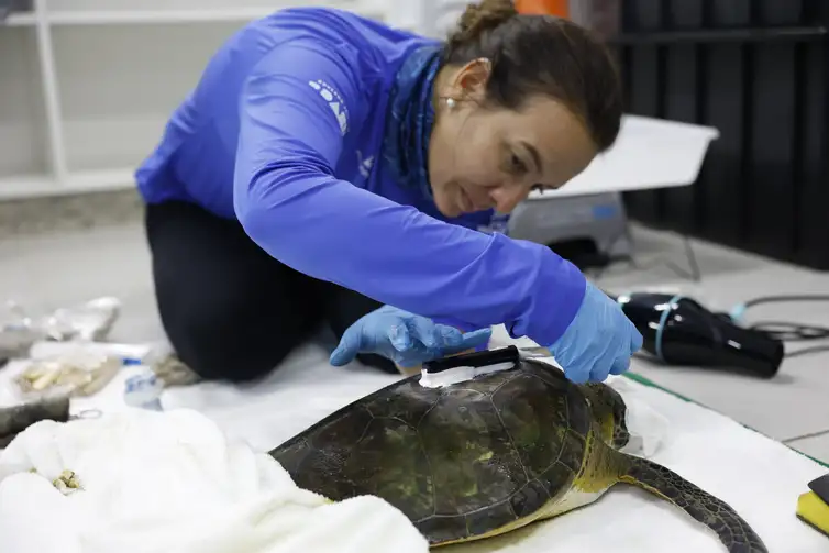 Pontal do Paraná (PR), 19/05/2026 – A pesquisadora Camila Domit faz a instalação de dispositivo para monitoramento em uma  tartaruga-verde (Chelonia mydas) pelo Programa de Recuperação da Biodiversidade Marinha (Rebimar), no Laboratório de Ecologia e Conservação da Universidade Federal do Paraná. Foto: Fernando Frazão/Agência Brasil