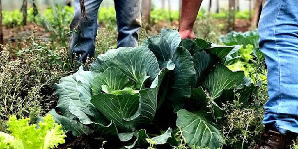 Agricultura familiar e cozinhas solidárias sustentam Brasil fora do Mapa da Fome