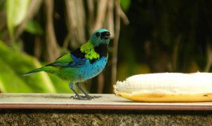 post_title] Brazil news