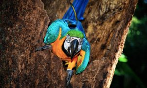 post_title] Brazil news