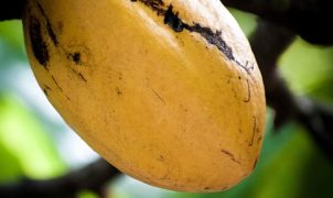 [post_title] Brazil news