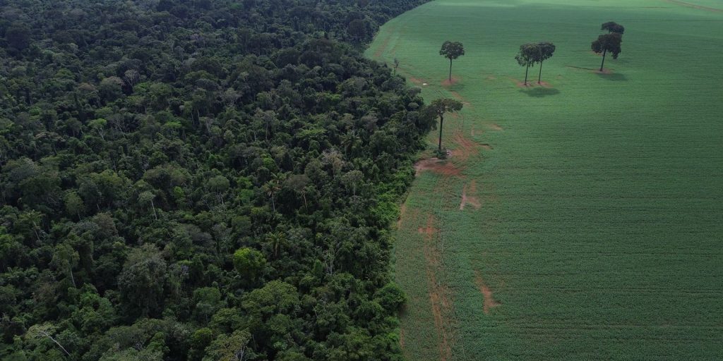 Agropecuária avança 561% no entorno de áreas protegidas da Amazônia em 41 anos