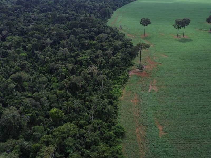 Agropecuária avança 561% no entorno de áreas protegidas da Amazônia em 41 anos
