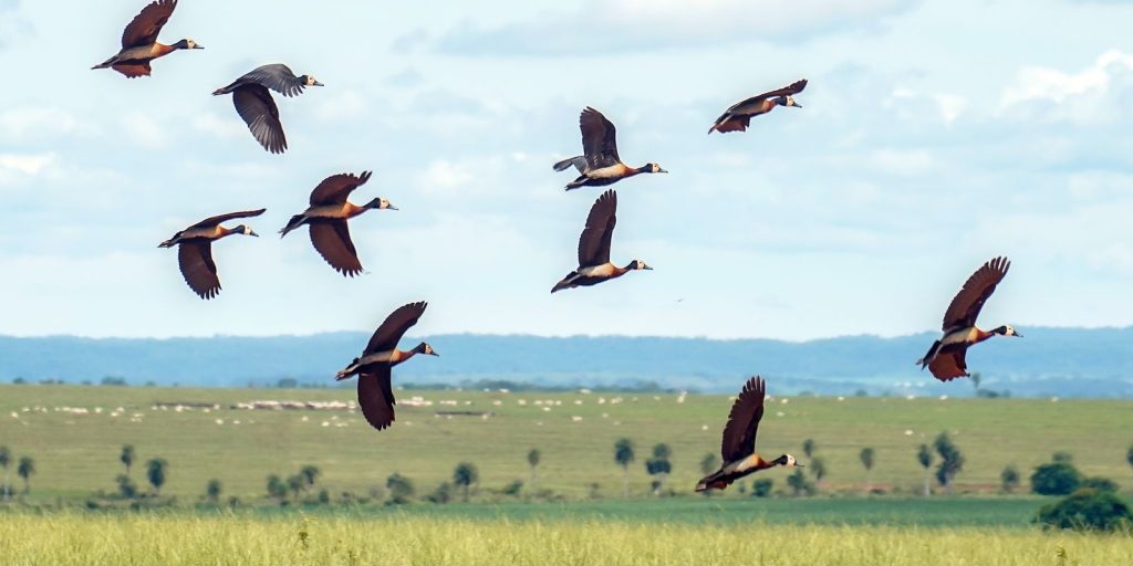 Estudo aponta déficit anual de US$ 1,3 trilhão para proteger biodiversidade