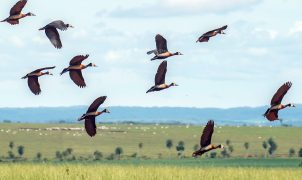 Estudo aponta déficit anual de US$ 1,3 trilhão para proteger biodiversidade