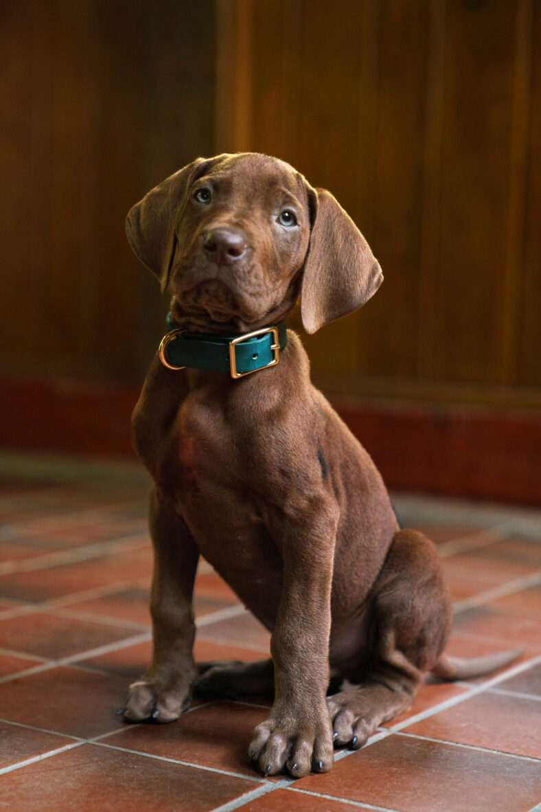 Cachorro Scooby Doo