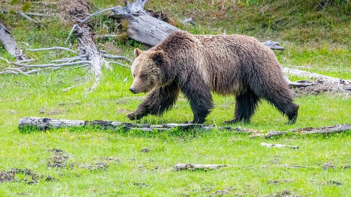 Grizzly bear sow grazing on grass in Yellowstone National Park