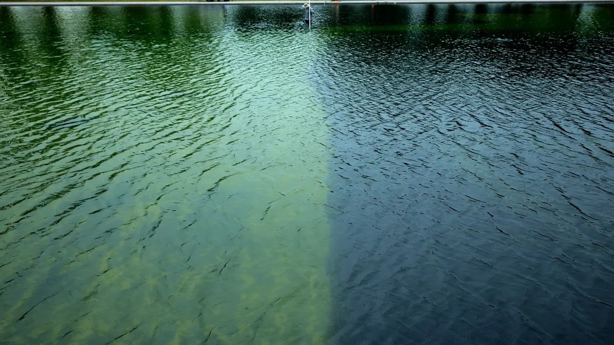 Algae growth appeared in the Reflecting Pool