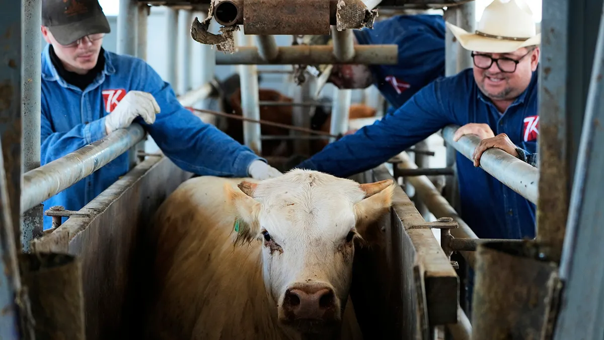 cow being checked out by vet