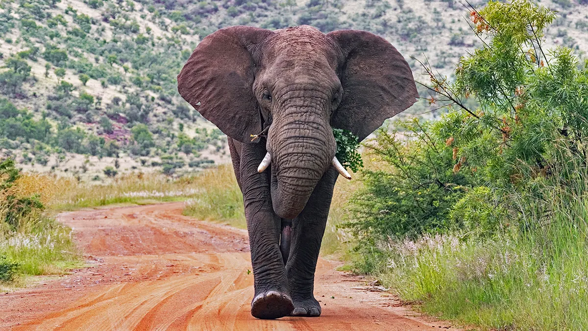 African bush elephant walking on a red dirt road in Pilanesberg National Park