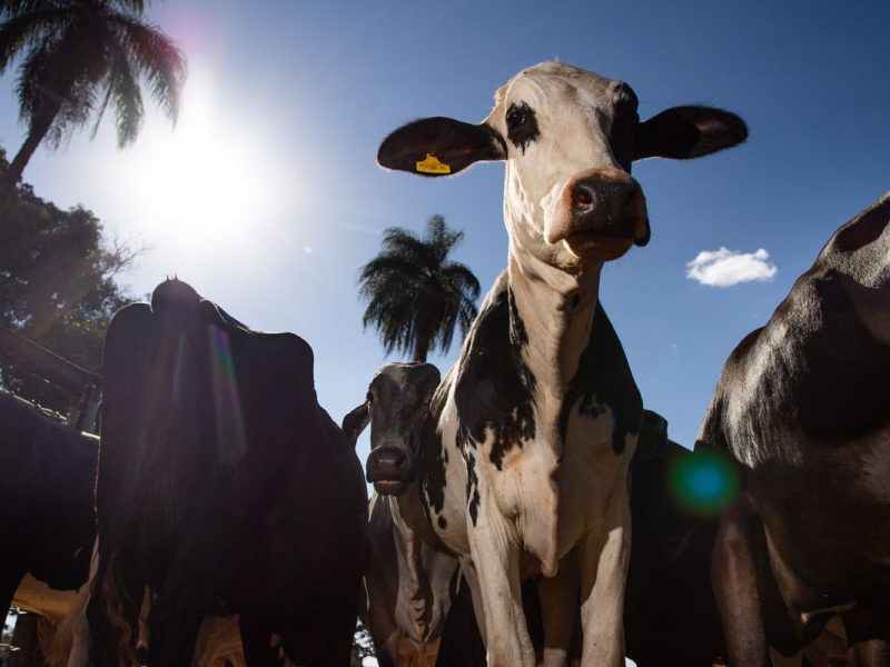 União Europeia oficializa veto a carne brasileira a partir de setembro