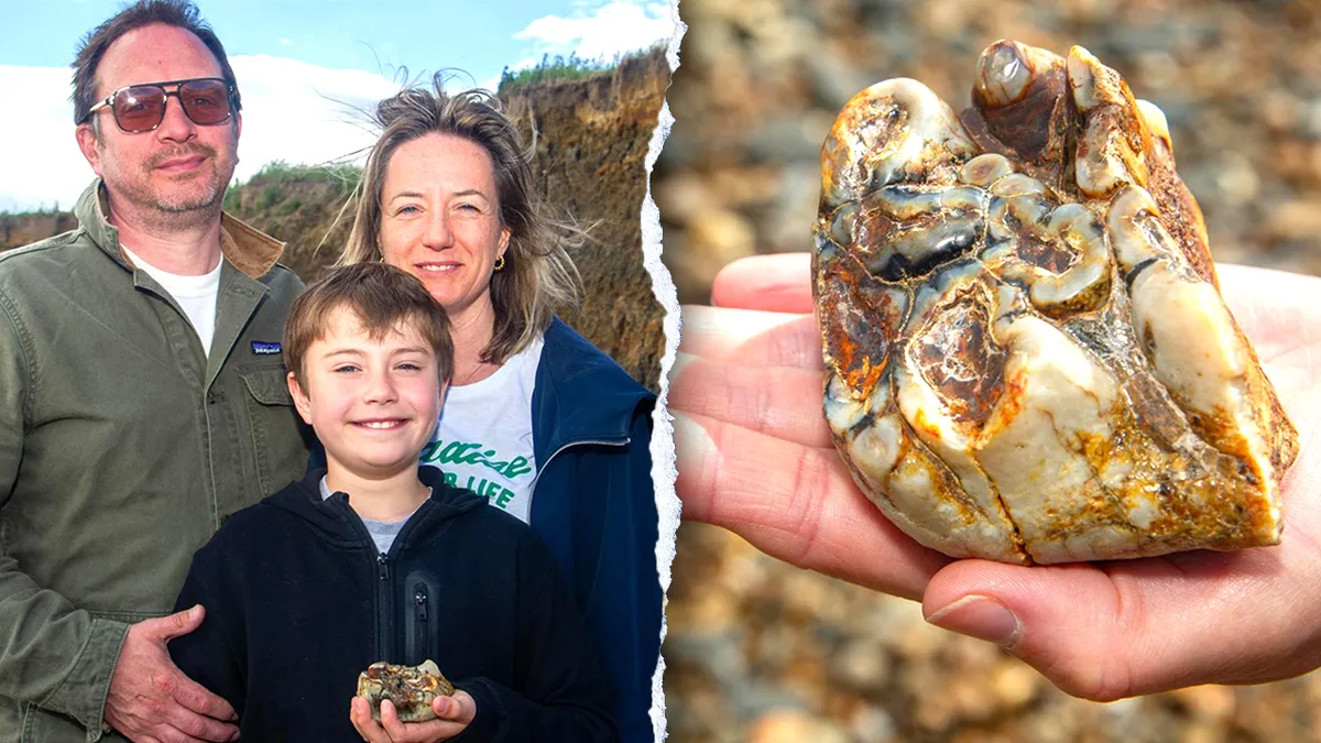 Split of child, elephant tooth