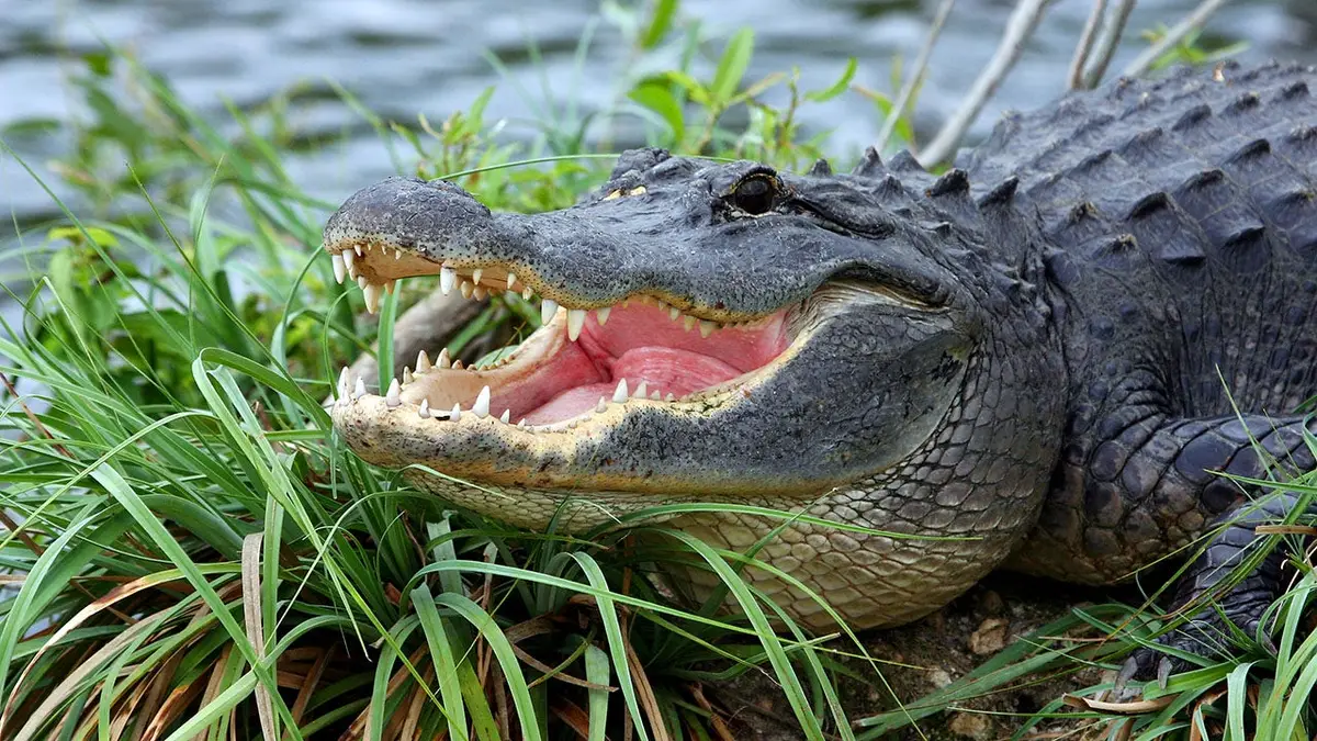 alligator with its mouth open near a body of water
