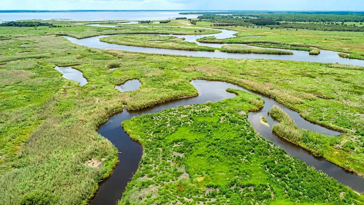 econlockhatchee river alligator attack florida