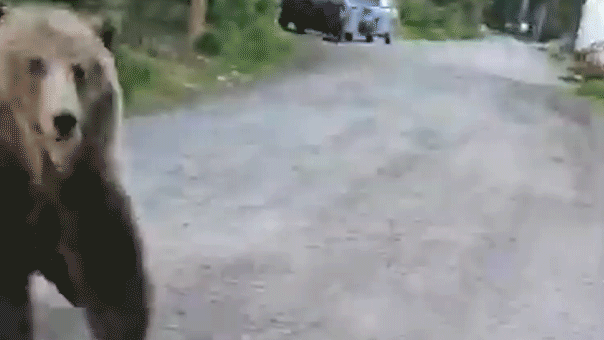 GIF of bearing rearing up.