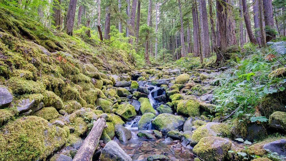 Sol Duc River flowing through a valley in Olympic National Park