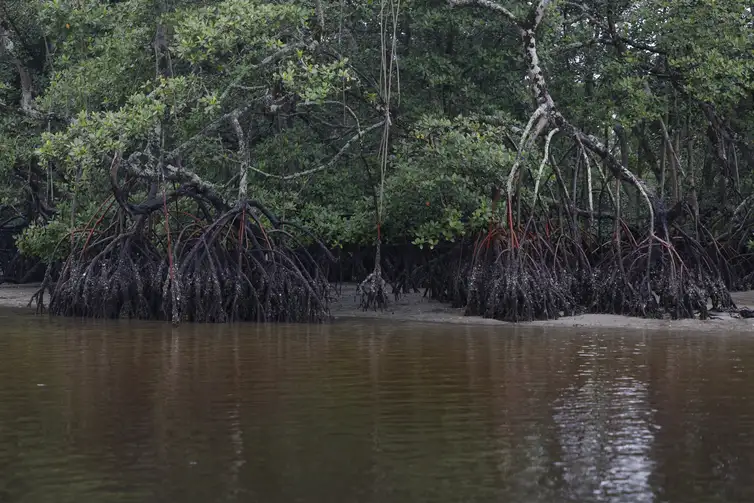 Paranaguá (PR), 18/05/2026 – Manguezal na Baía de Paranaguá, área da Grande Reserva da Mata Atlêntica, onde ocorre monitoramento por pesquisadores do Programa de Recuperação da Biodiversidade Marinha (Rebimar). Foto: Fernando Frazão/Agência Brasil
