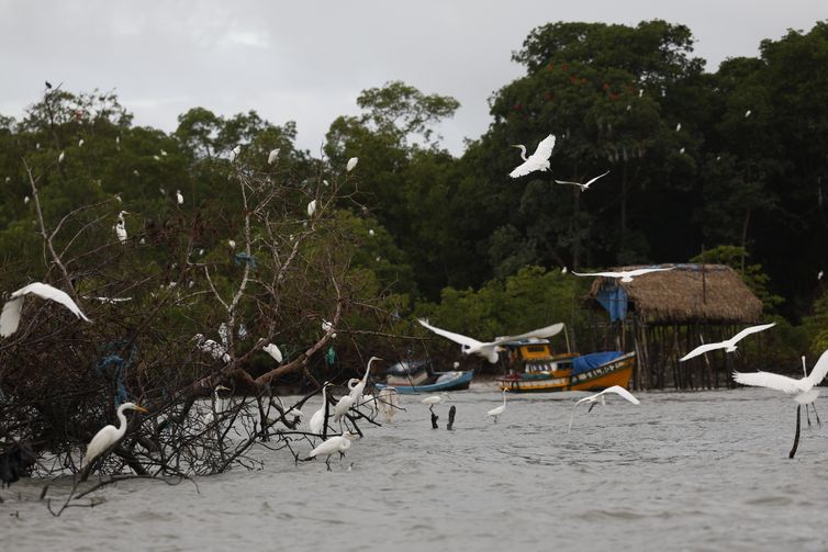Bragança (PA), 13/06/2025 – Garças no manguezal de Ajuruteua, próximo à Vila dos Pescadores, na área da Reserva Extrativista Marinha de Caeté-Taperaçu. Foto: Fernando Frazão/Agência Brasil