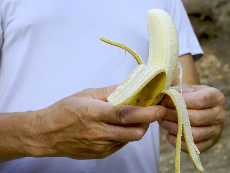 Especialistas explicam por que algumas bananas ficam verdes e não amadurecem