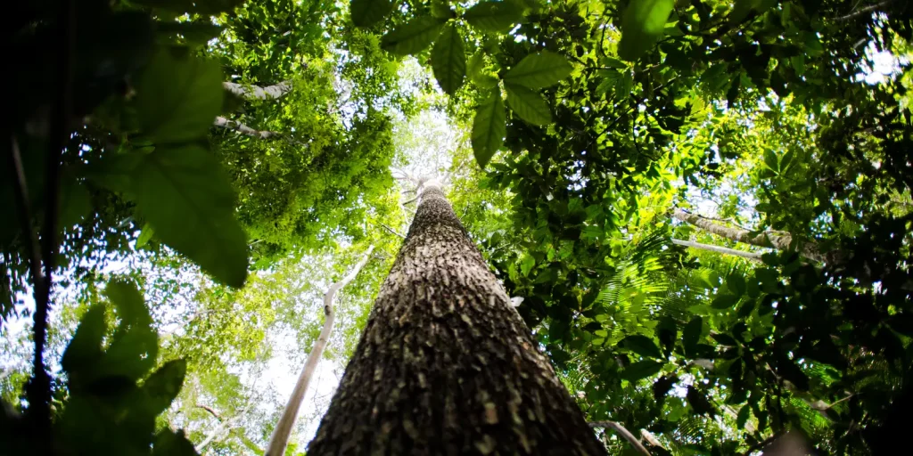 BNDES busca mobilizar até R$ 6 bi para mercado de crédito de carbono
