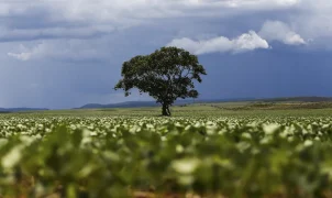 Crédito rural de R$ 92,4 bilhões foi para áreas com alertas ambientais, aponta MapBiomas